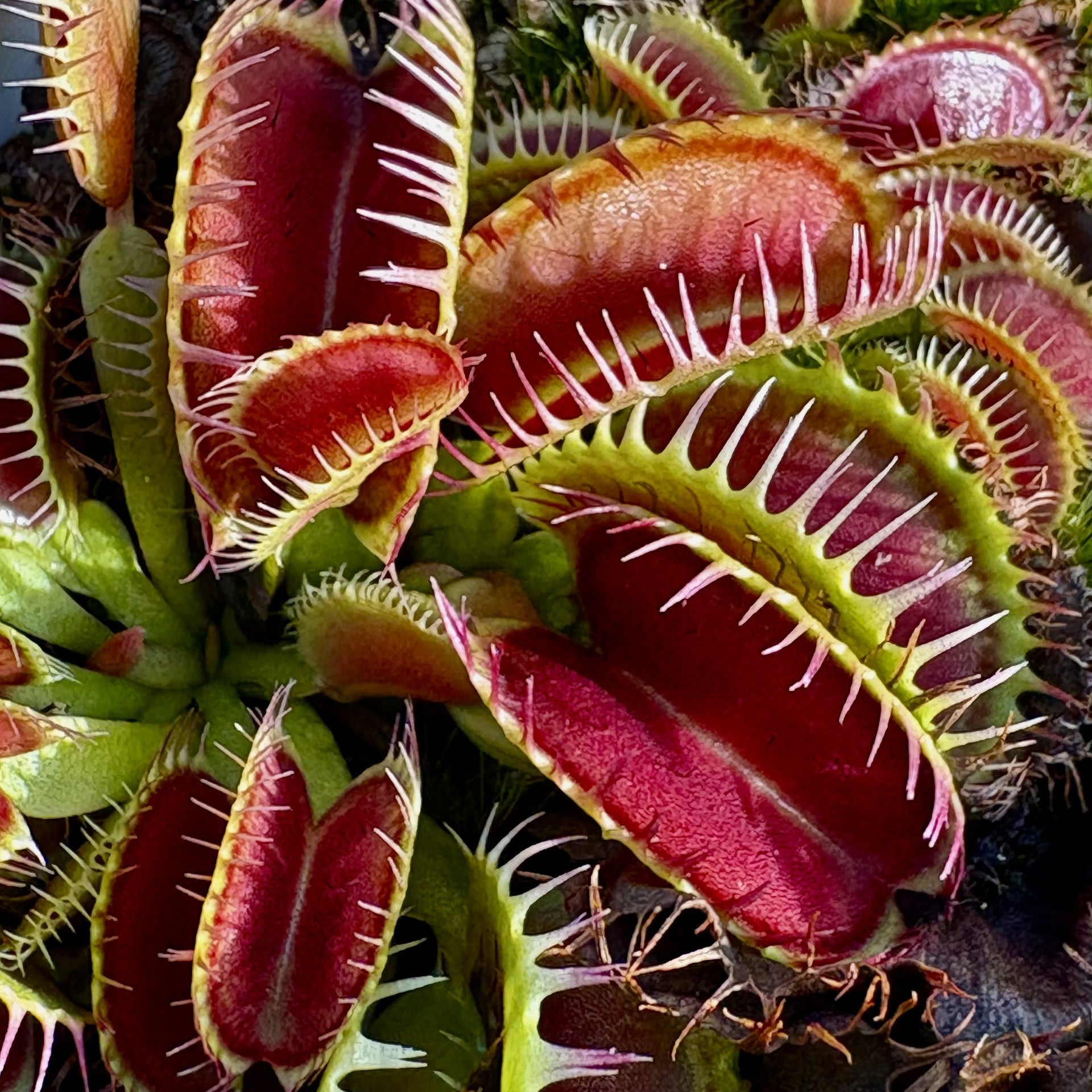 Dionaea muscipula - cv. 'Louchapates'