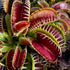 Dionaea muscipula - cv. 'Louchapates'