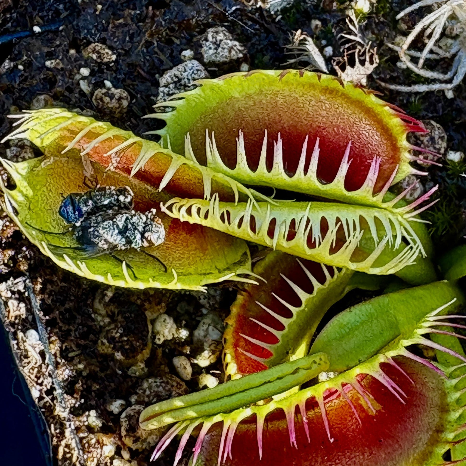 Dionaea muscipula - cv. 'Louchapates'