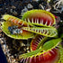 Dionaea muscipula - cv. 'Louchapates'