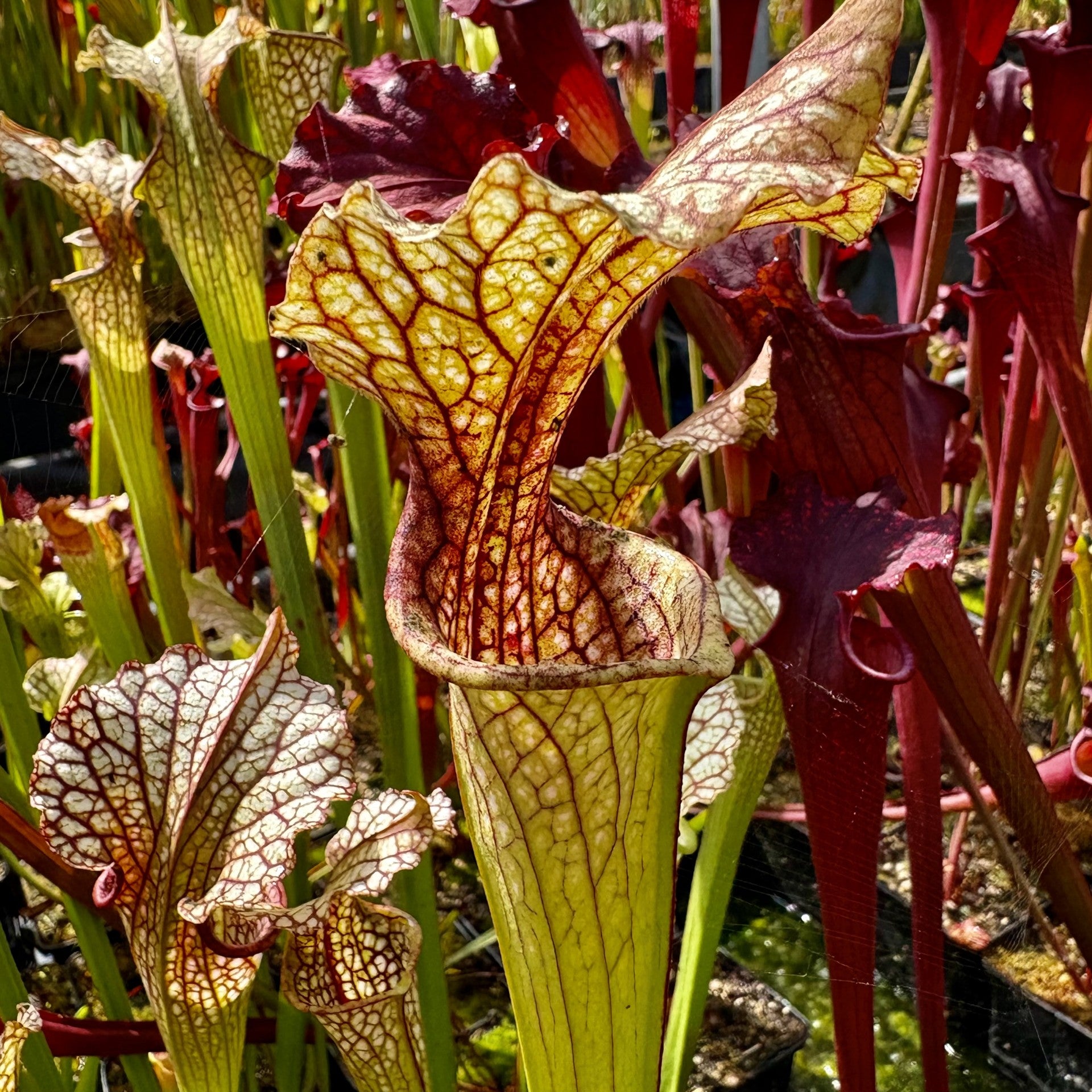 Sarracenia leucophylla x oreophila - ex. Klein