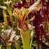 Sarracenia leucophylla x oreophila - ex. Klein