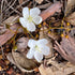Drosera macrantha - Type Form DMA-2