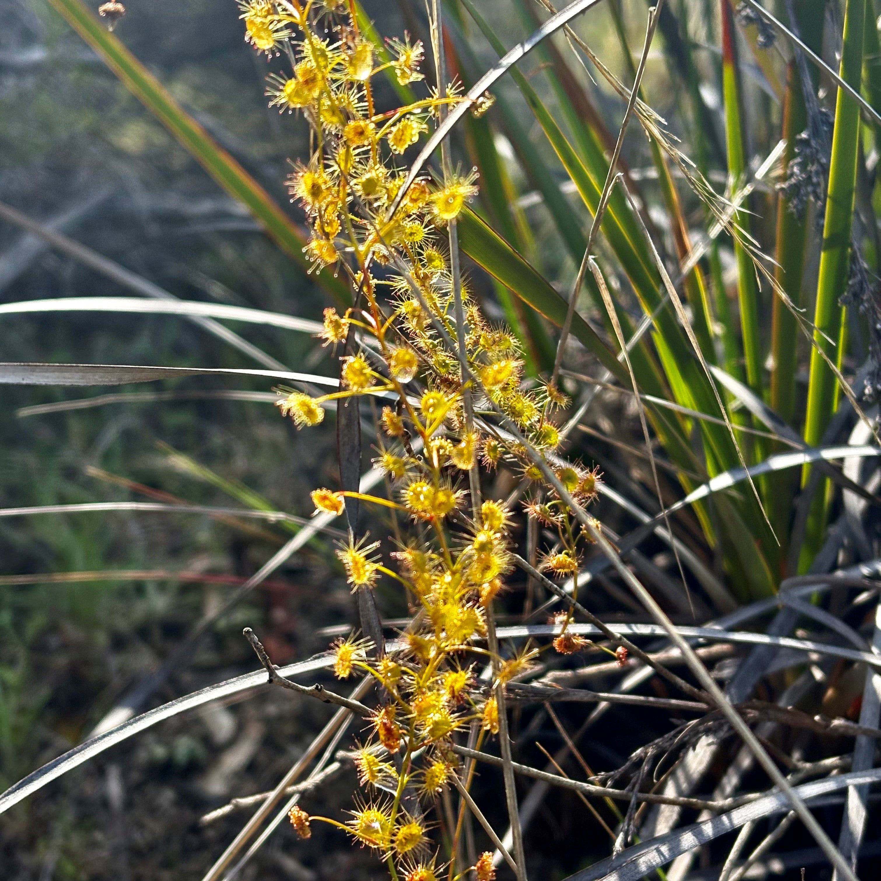 Drosera macrantha - DMA-3