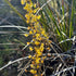 Drosera macrantha - DMA-3