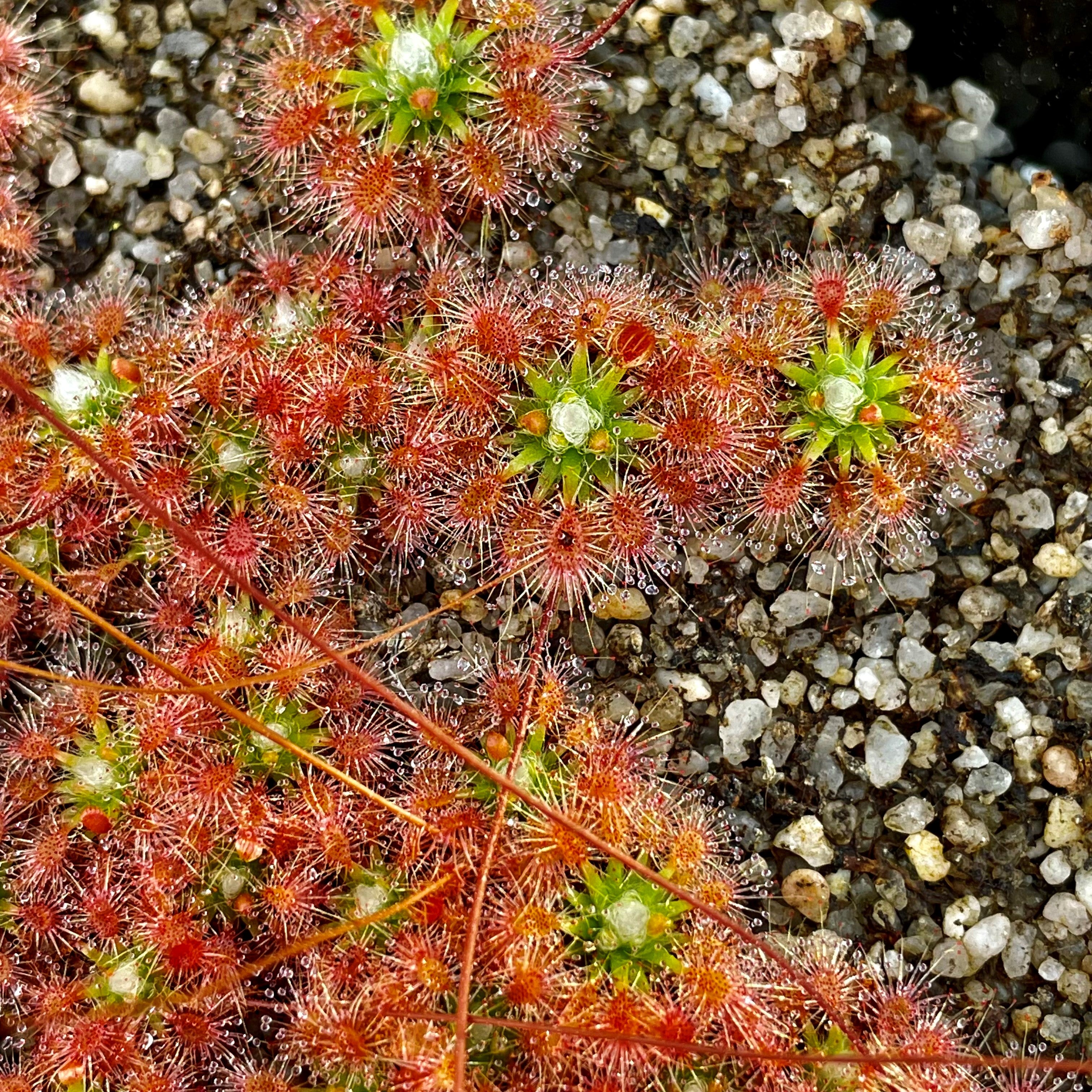 Drosera mannii