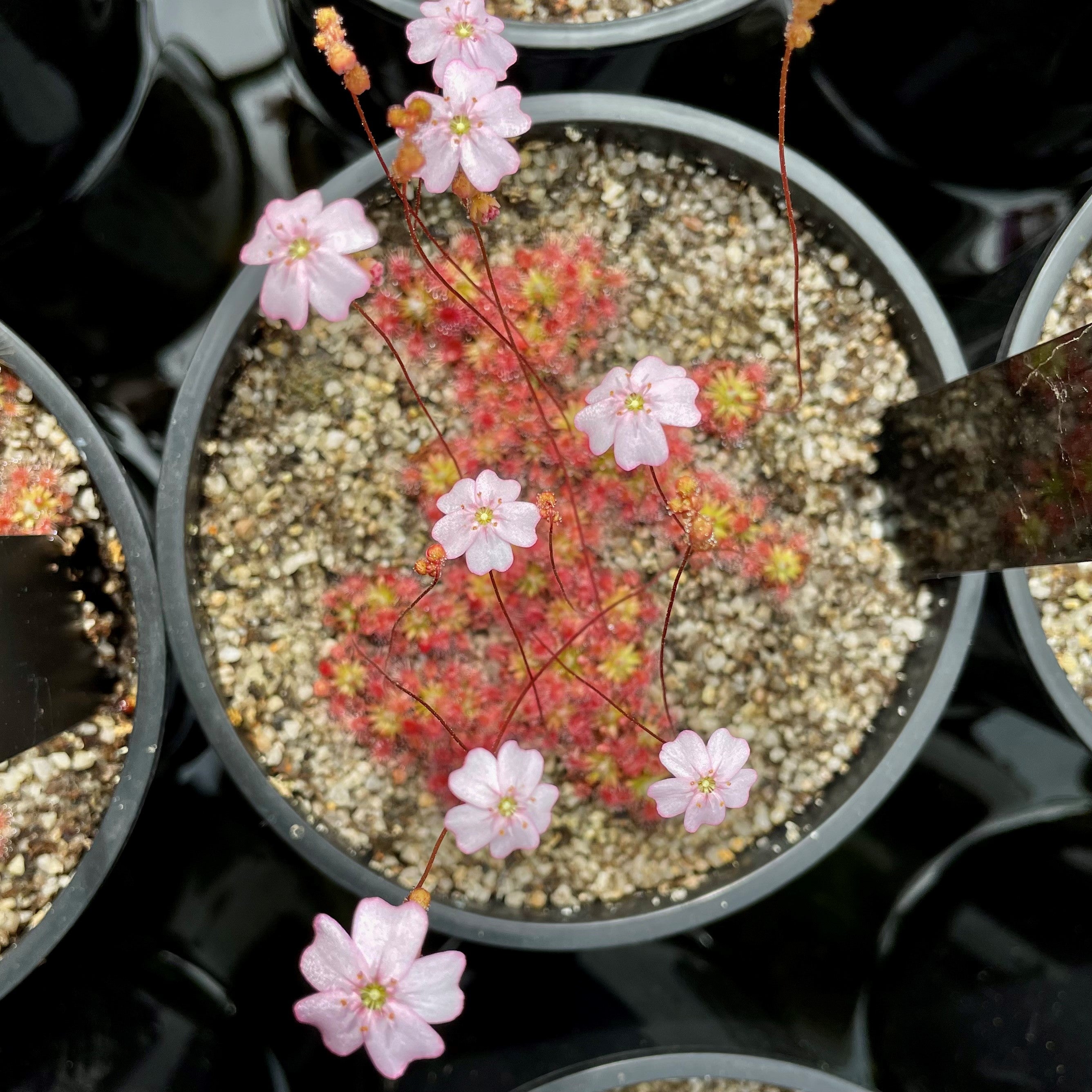 Drosera mannii