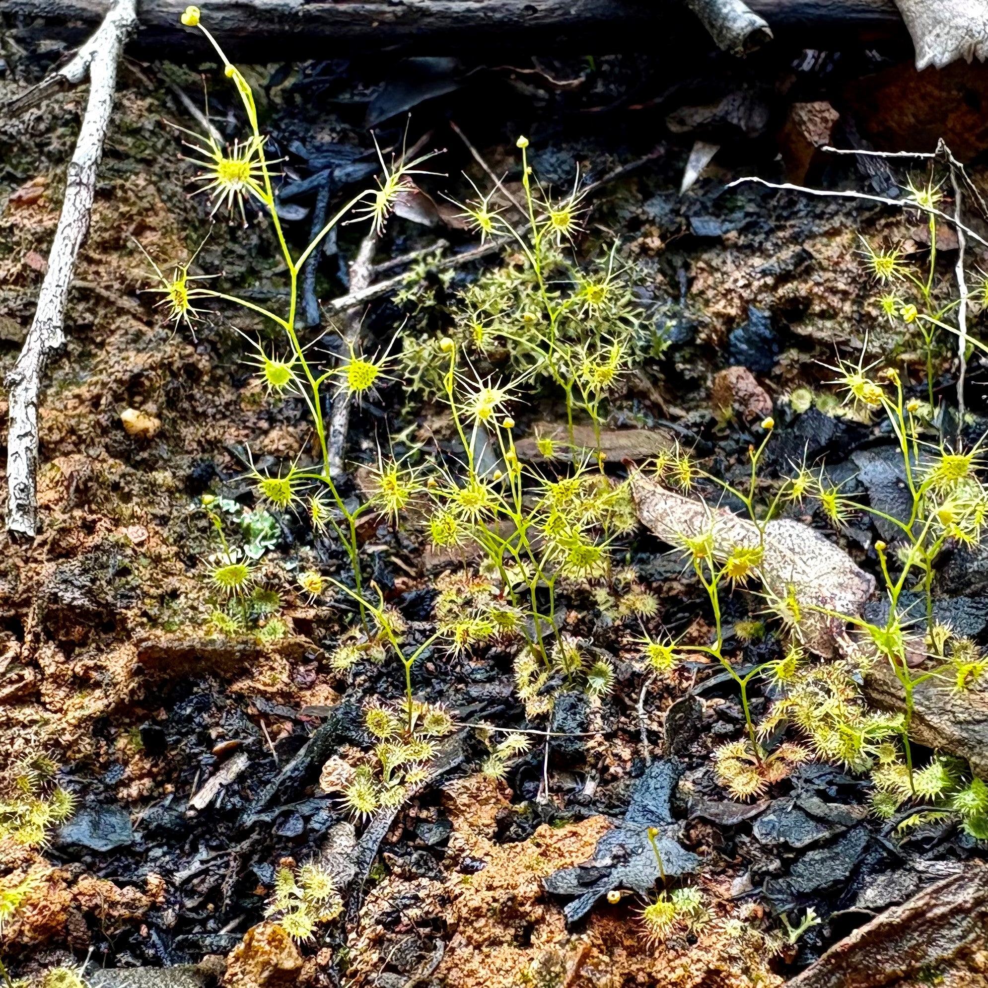 Drosera modesta - DMD-1