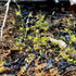Drosera modesta - DMD-1