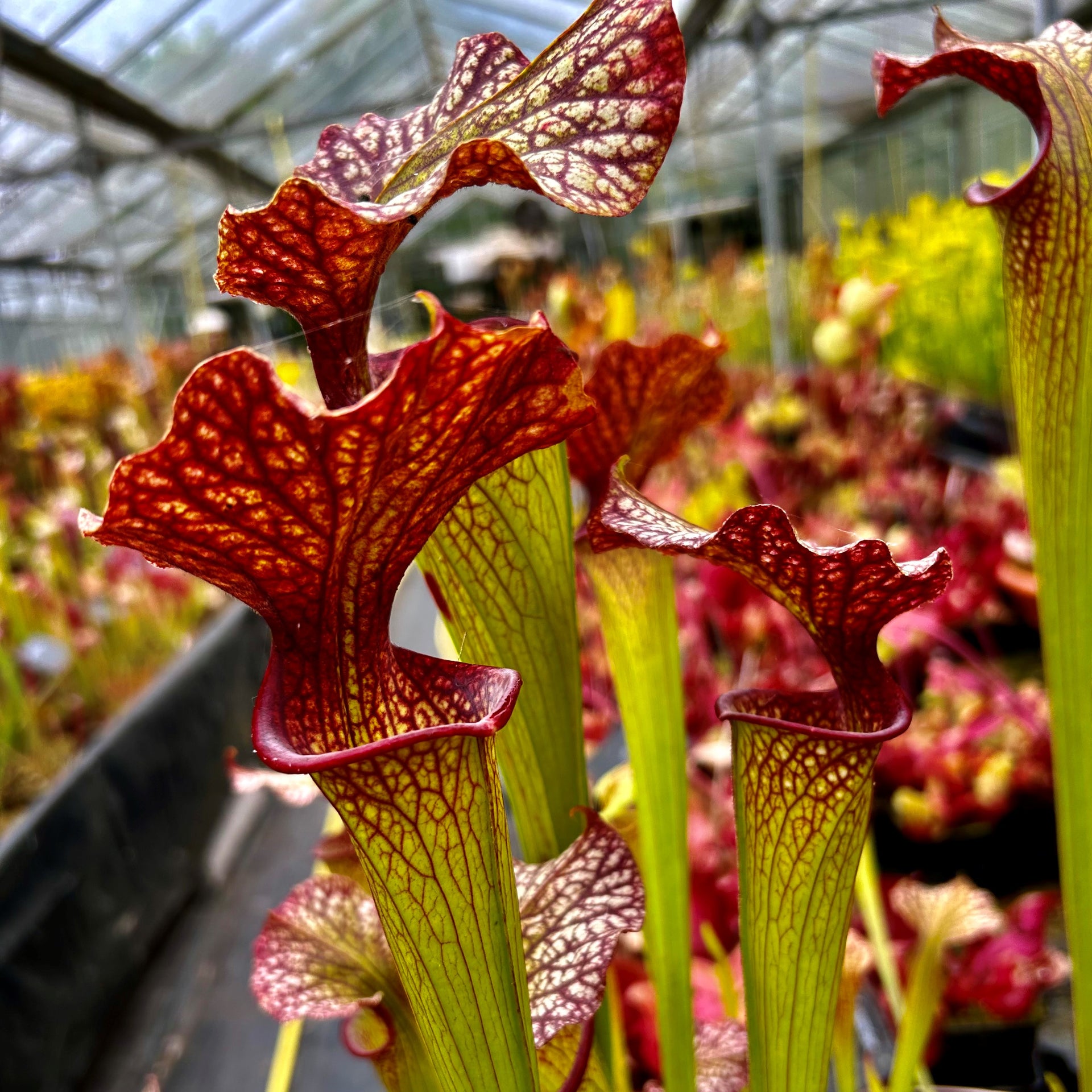 Sarracenia x moorei