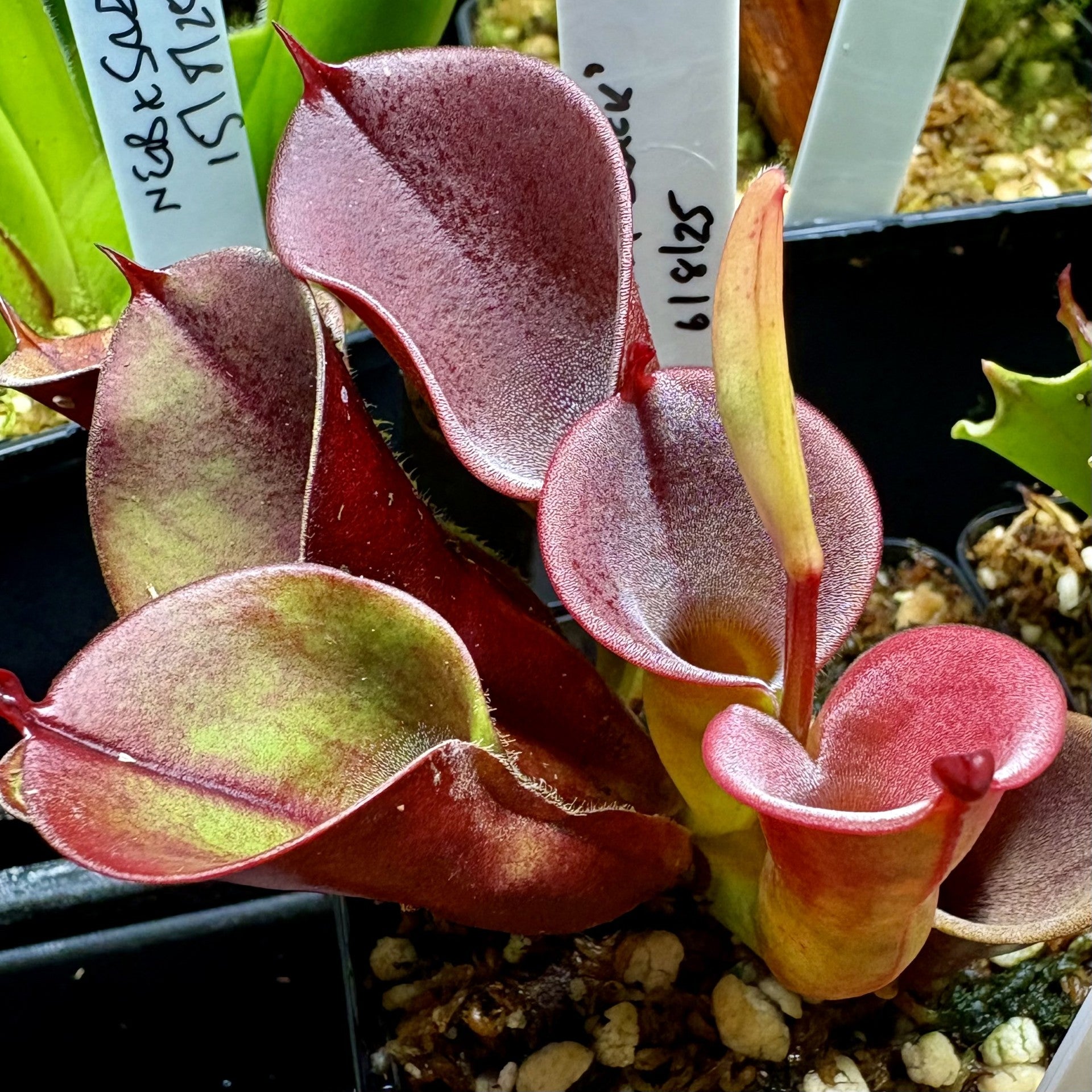 Heliamphora minor var. minor - cv. 'Burgundy Black' MPI-3