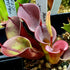 Heliamphora minor var. minor - cv. 'Burgundy Black' MPI-3