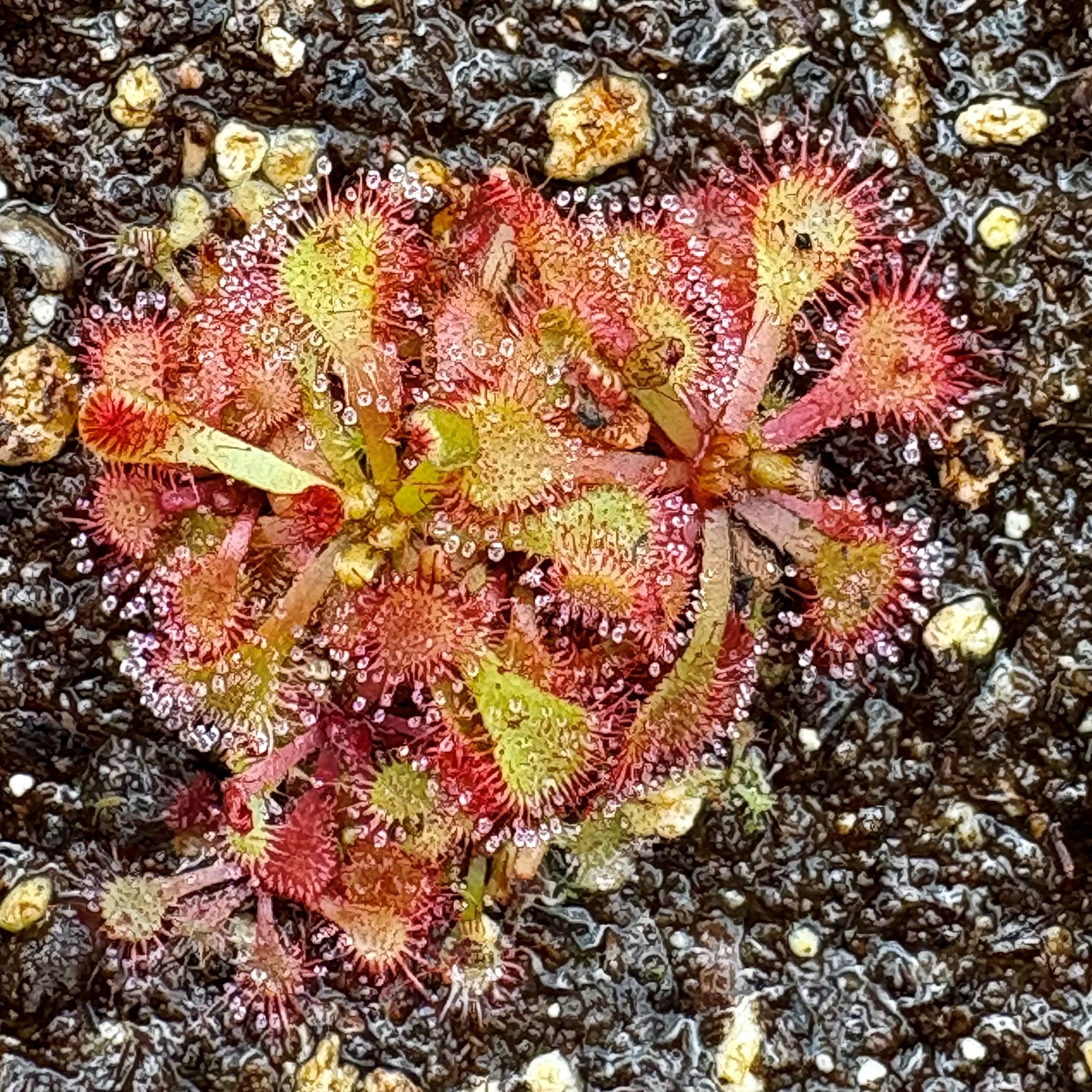 Drosera natalensis - Bulungula Road, Western Cape