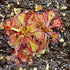 Drosera natalensis - Bulungula Road, Western Cape