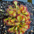 Drosera natalensis - Bulungula Road, Western Cape