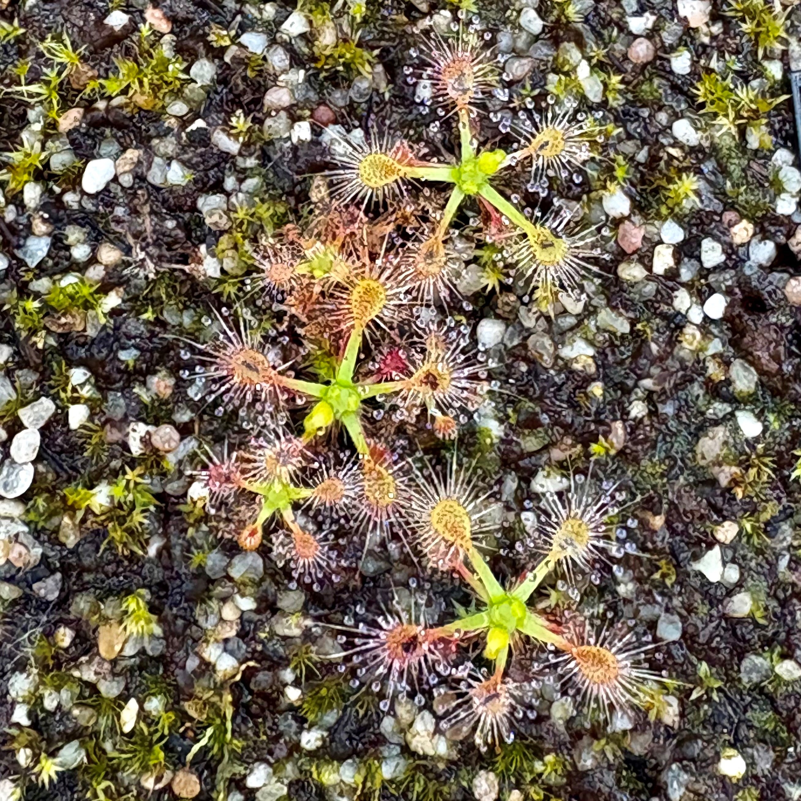 Drosera occidentalis x pulchella