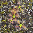 Drosera occidentalis x pulchella