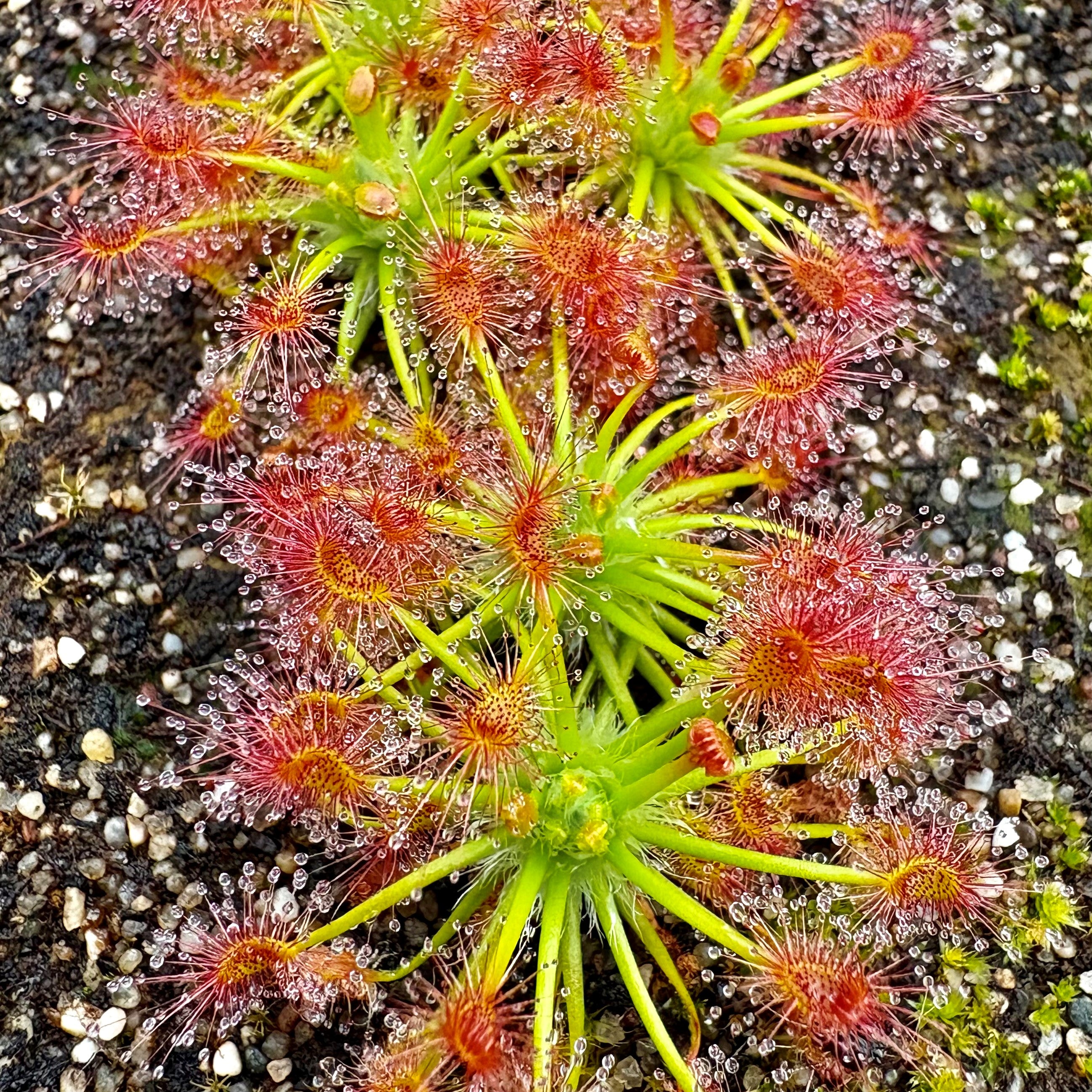 Drosera palacea