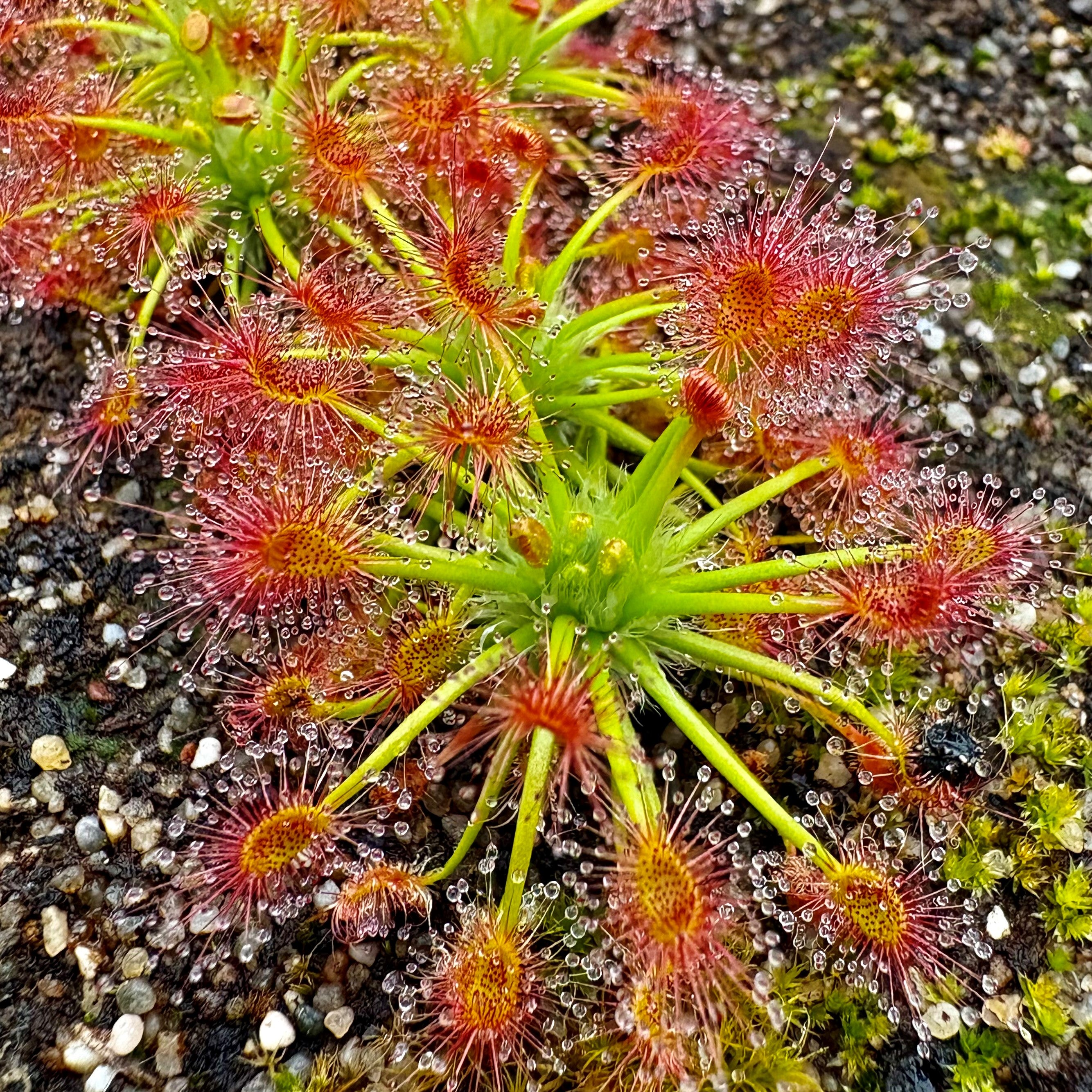 Drosera palacea