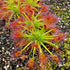 Drosera palacea