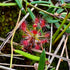 Drosera palacea