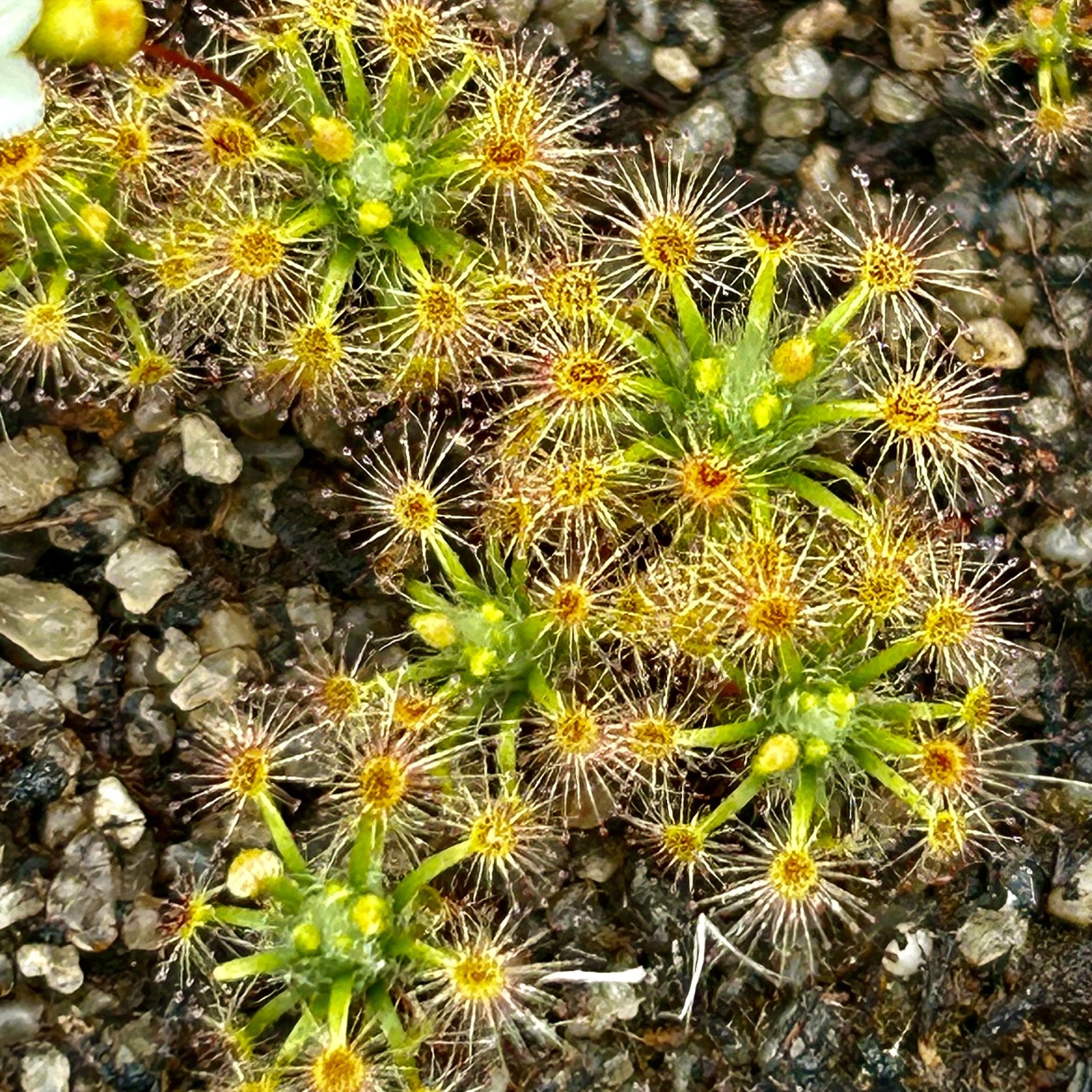 Drosera parvula