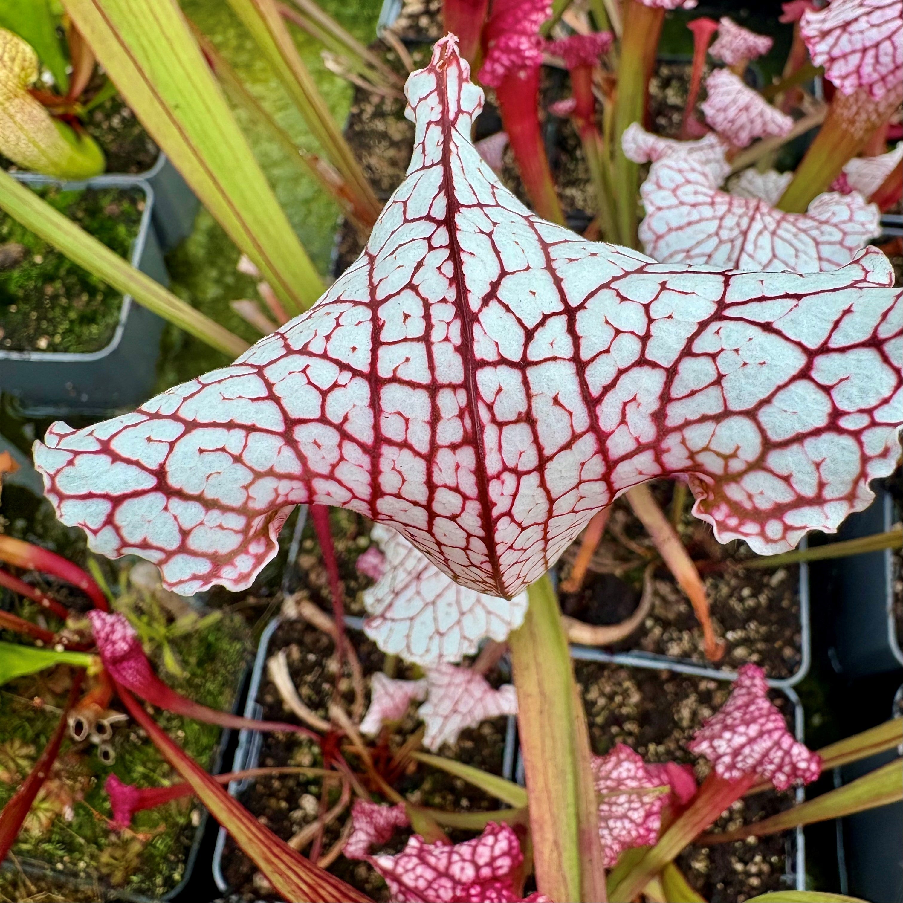 Sarracenia cv. 'Pink Thing'
