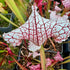 Sarracenia cv. 'Pink Thing'