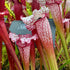 Sarracenia cv. 'Pink Thing'
