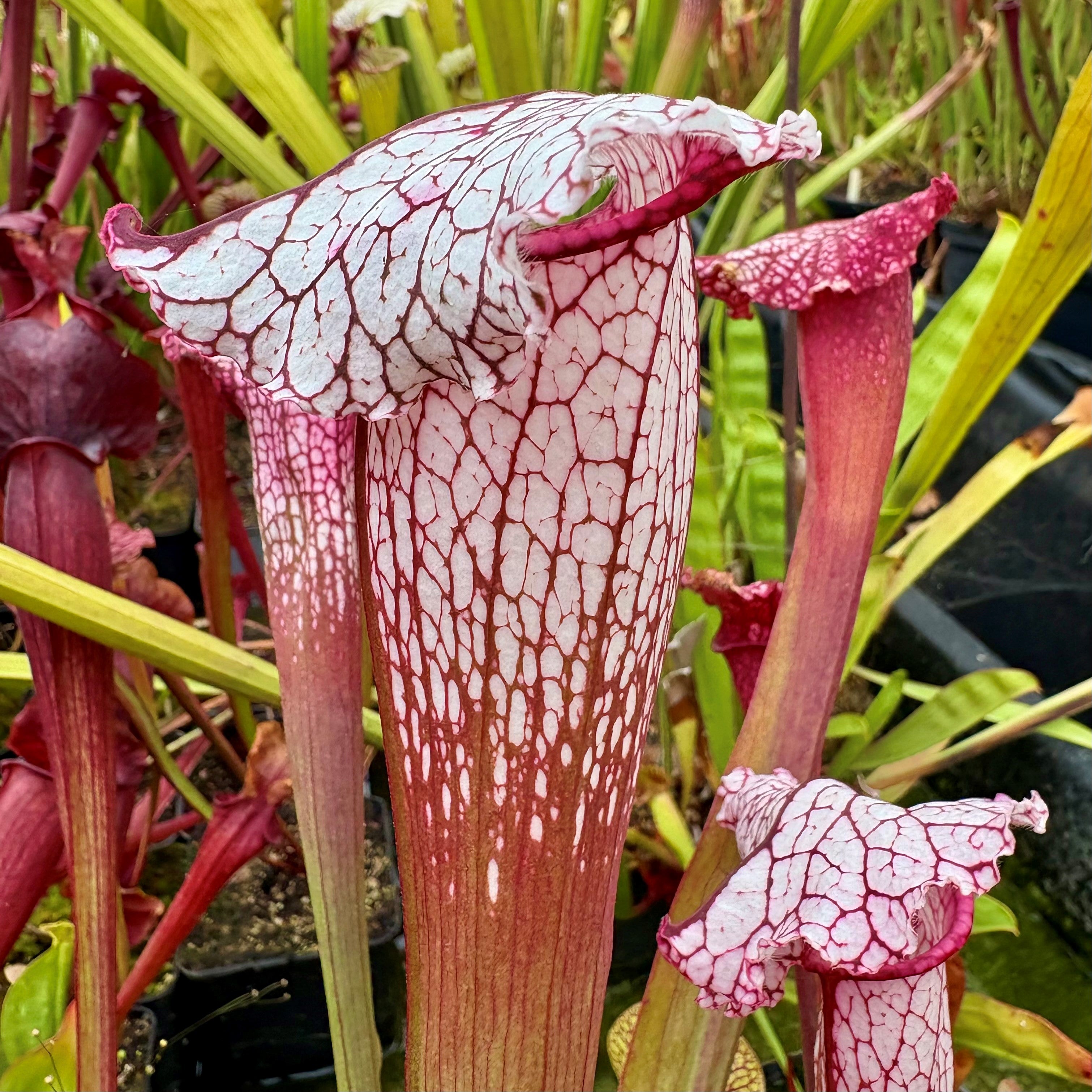 Sarracenia cv. 'Pink Thing'