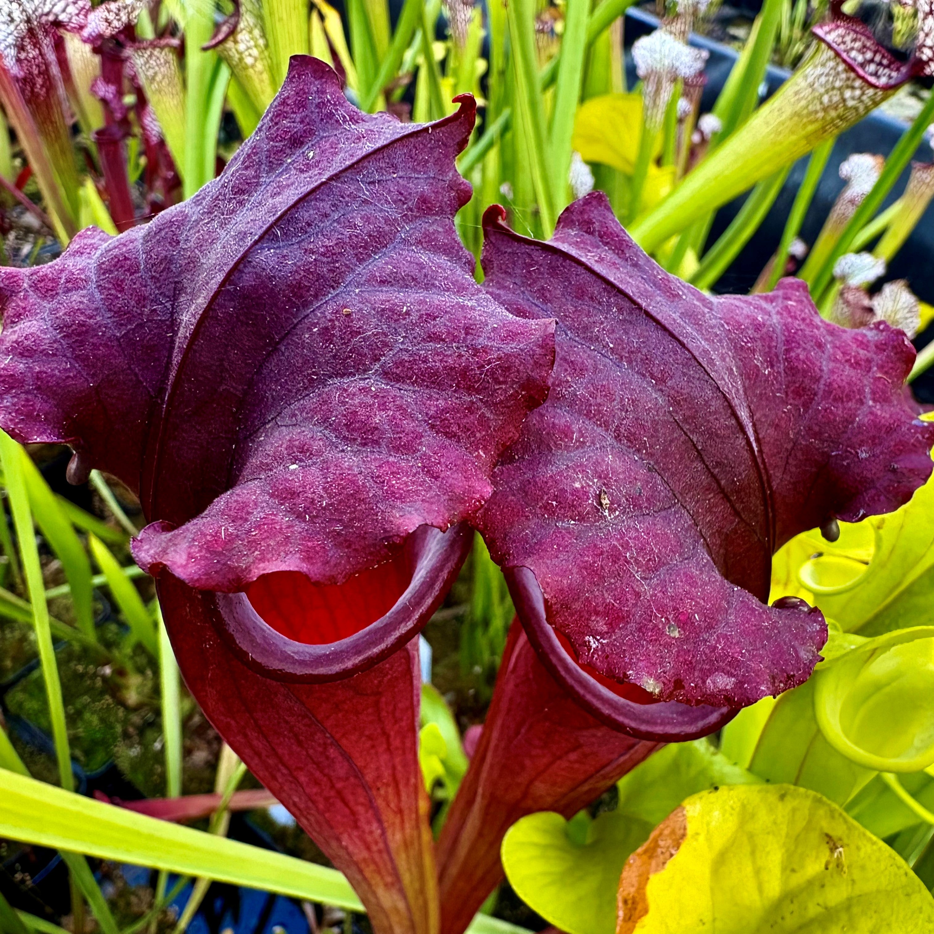 Sarracenia x moorei cv. 'Praetorian Guard'