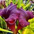 Sarracenia x moorei cv. 'Praetorian Guard'