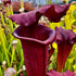 Sarracenia x moorei cv. 'Praetorian Guard'