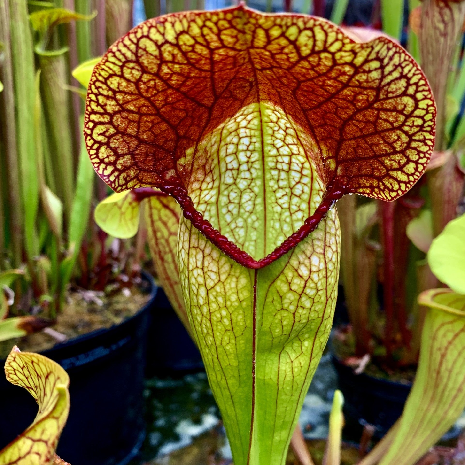 S. (purpurea x minor) x (psittacina x minor)