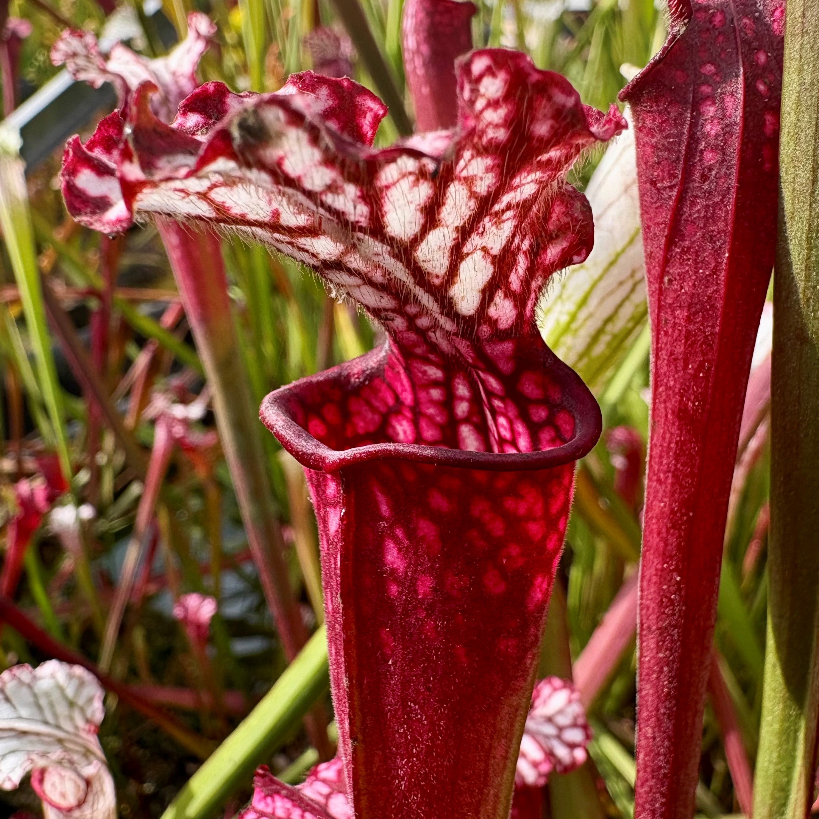 Sarracenia leucophylla var. leucophylla - Very Red, Perdido, Baldwin Co., Alabama