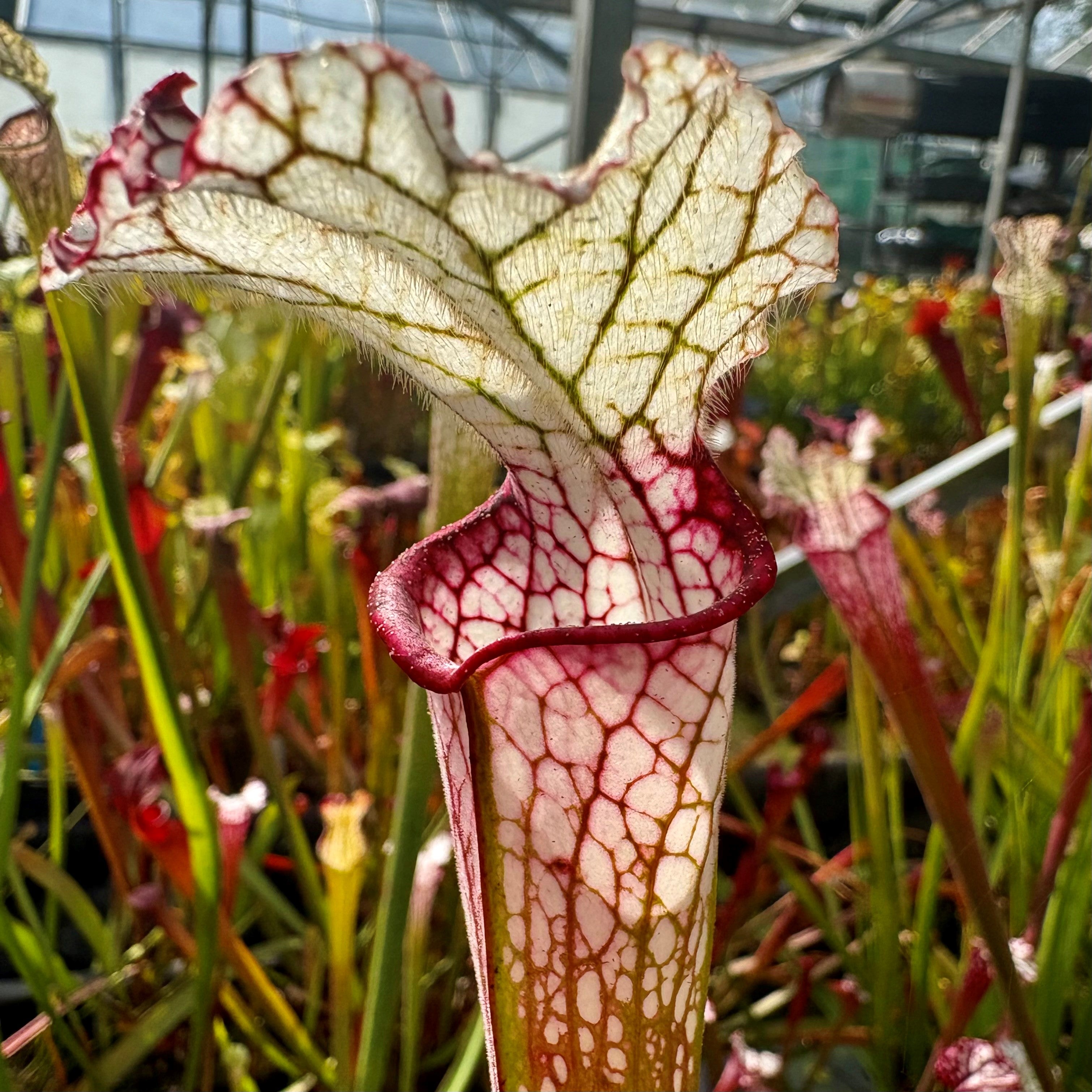 Sarracenia leucophylla var. leucophylla - Very Red, Perdido, Baldwin Co., Alabama