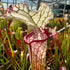 Sarracenia leucophylla var. leucophylla - Very Red, Perdido, Baldwin Co., Alabama