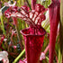Sarracenia leucophylla var. leucophylla - Very Red, Perdido, Baldwin Co., Alabama