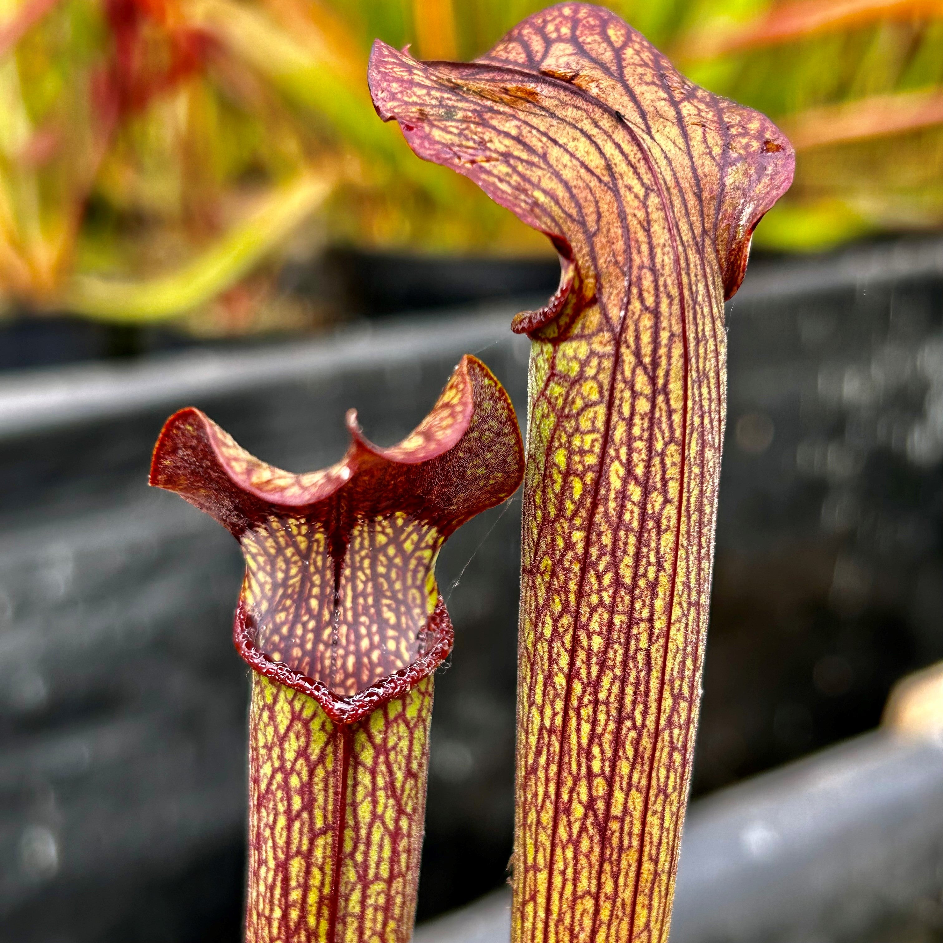 Sarracenia rubra subsp. gulfensis – Yellow River, Okaloosa Co., Florida