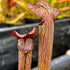 Sarracenia rubra subsp. gulfensis – Yellow River, Okaloosa Co., Florida