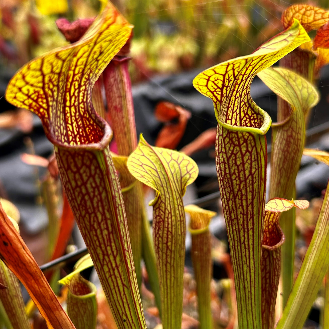 Sarracenia rubra subsp. jonesii North Carolina HewittCooper