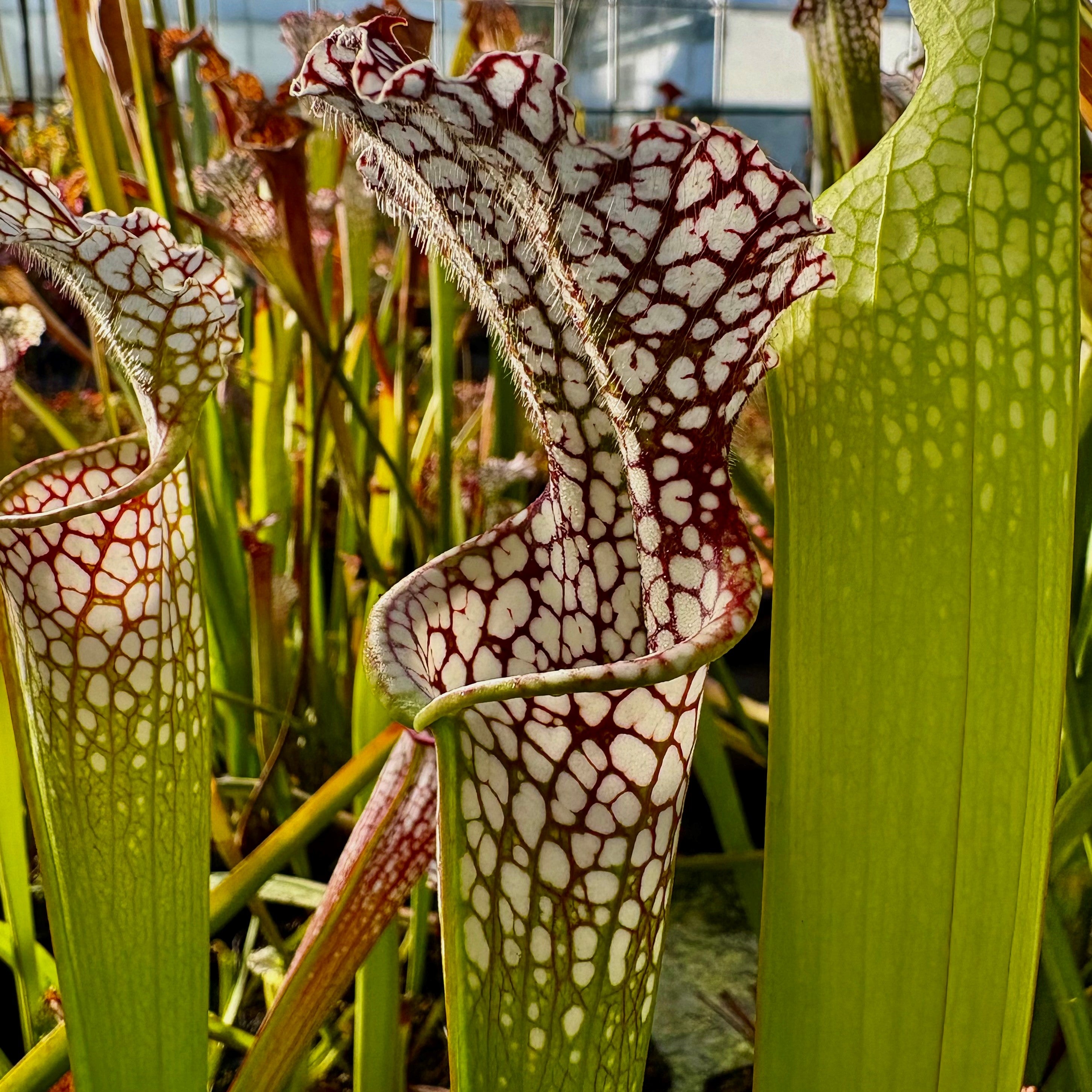 Sarracenia leucophylla var. leucophylla - Purple & White Giant, Rt71, Altha, Calhoun Co., Florida