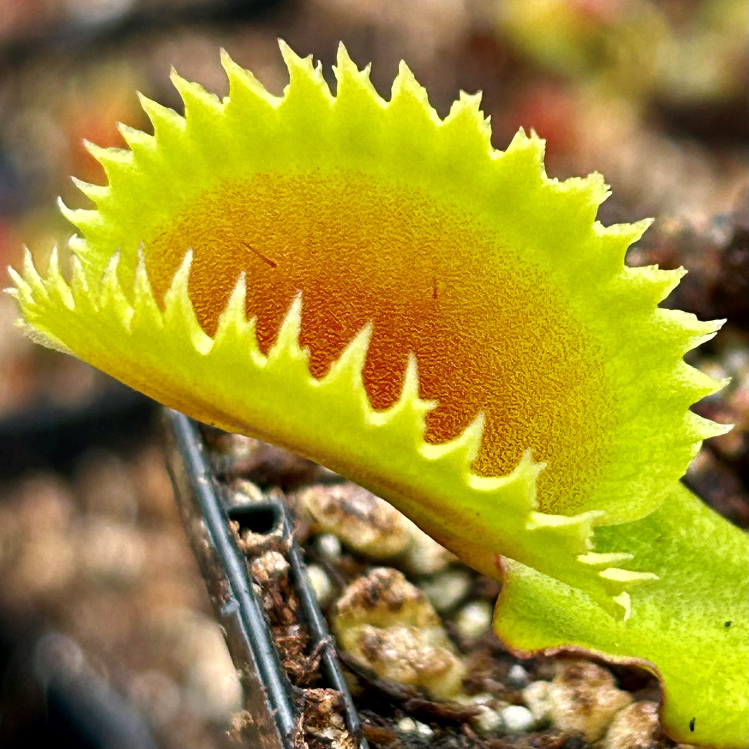 Dionaea muscipula - Saw Tooth