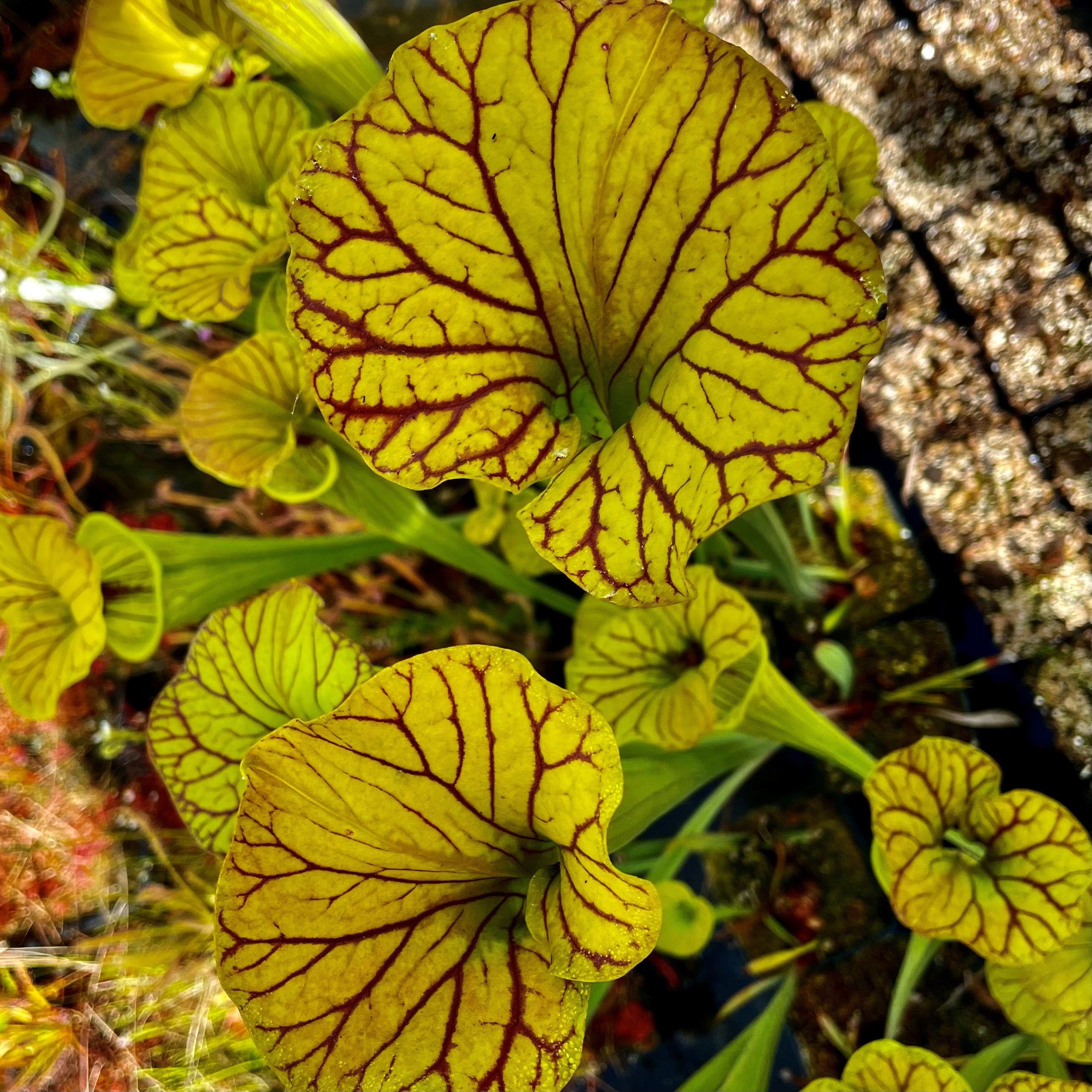 Sarracenia flava var. ornata - Thick Veins, Green Swamp, GA