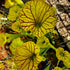 Sarracenia flava var. ornata - Thick Veins, Green Swamp, GA