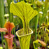 Winter Special Offer - 7 Sarracenia