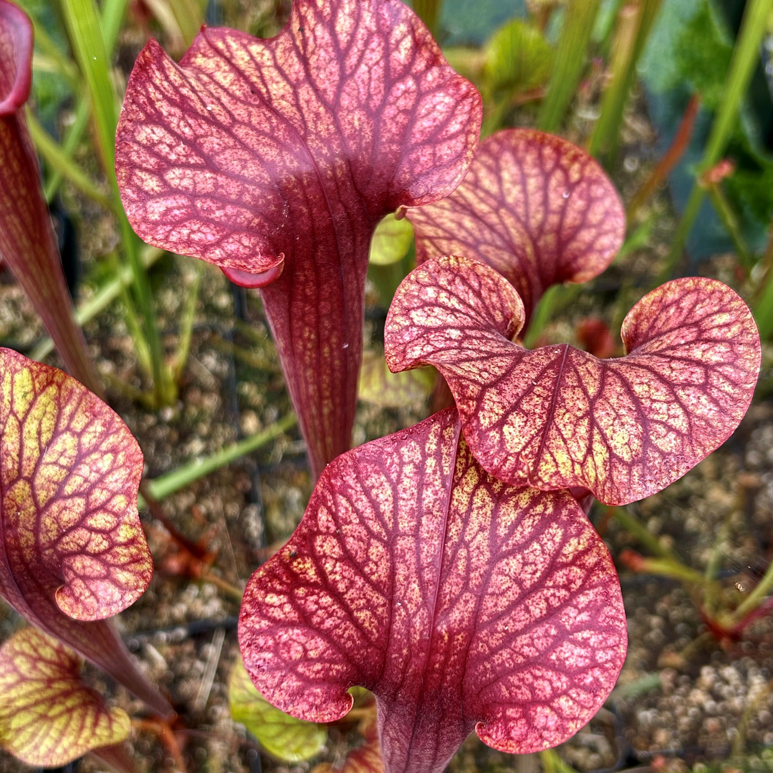 Sarracenia hybrid ('Speckled' for now!)