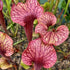 Sarracenia hybrid ('Speckled' for now!)