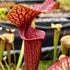 Sarracenia hybrid ('Speckled' for now!)