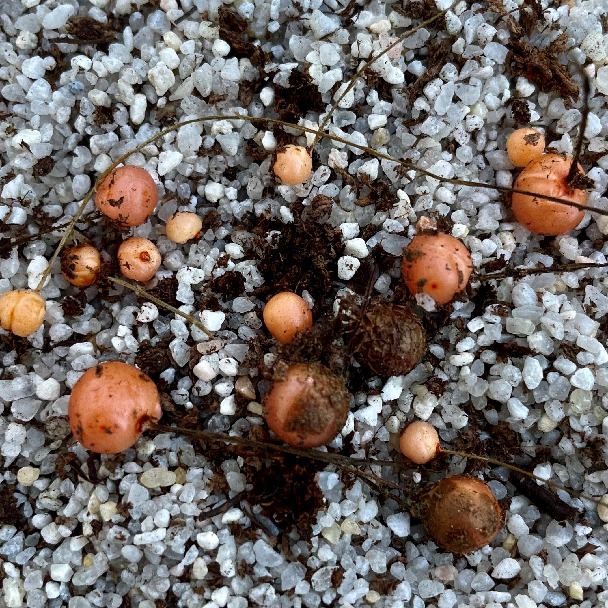 Drosera tubaestylis